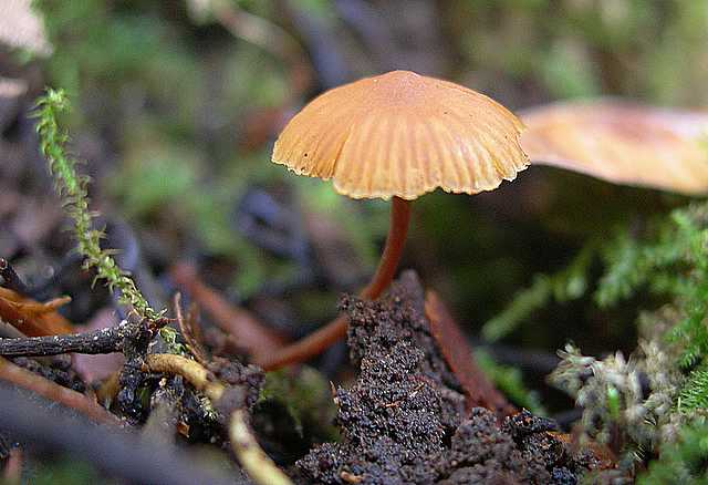 Una strana Galerina  lillipuziana